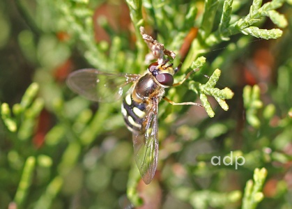 Eupeodes luniger, female, Alan Prowse